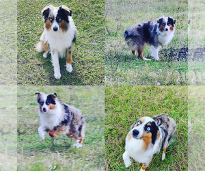 Father of the Miniature Australian Shepherd puppies born on 08/12/2026