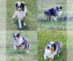 Small Photo #1 Miniature Australian Shepherd Puppy For Sale in BROOKER, FL, USA