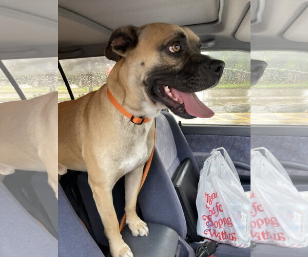 Medium Photo #6 Boxer Puppy For Sale in The Woodlands, TX, USA