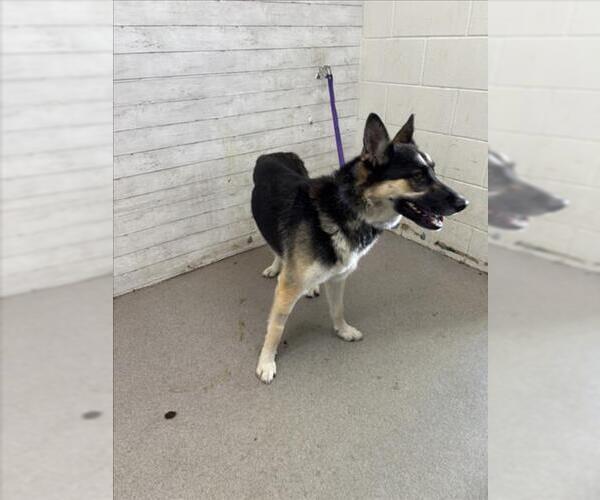 Medium Photo #1 German Shepherd Dog-Unknown Mix Puppy For Sale in San Bernardino, CA, USA