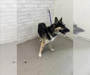 German Shepherd Dog-Unknown Mix Dogs for adoption in San Bernardino, CA, USA
