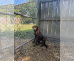 Small #1 Labrador Retriever Mix