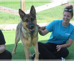 Small #1 German Shepherd Dog