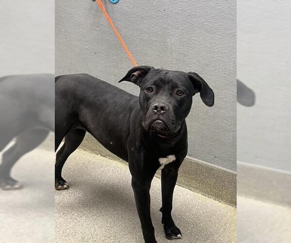 Medium Photo #1 Mutt Puppy For Sale in Las Vegas, NV, USA