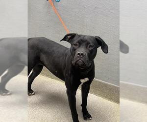 Mutt Dogs for adoption in Las Vegas, NV, USA