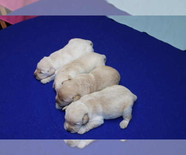 Medium Photo #5 Labrador Retriever Puppy For Sale in BARDSTOWN, KY, USA
