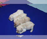 Small #4 Labrador Retriever
