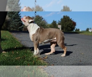 Mother of the Olde English Bulldogge puppies born on 04/07/2023