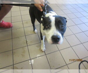 American Pit Bull Terrier Dogs for adoption in Ocala, FL, USA