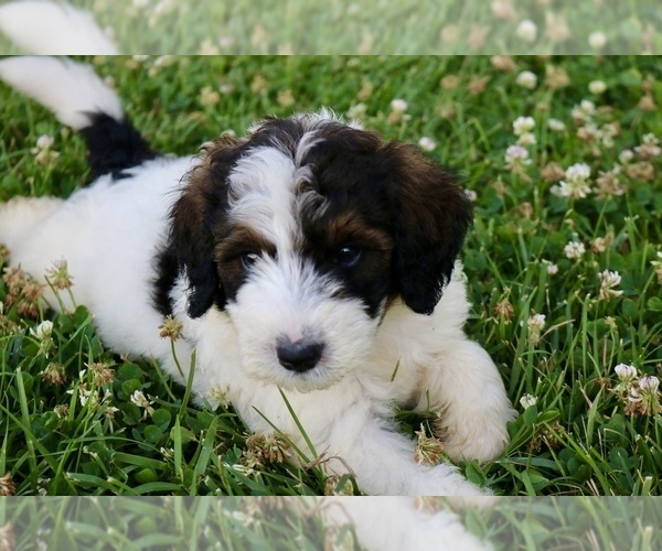 Medium Photo #3 Bernedoodle Puppy For Sale in KNOB NOSTER, MO, USA