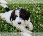 Small #2 Bernedoodle