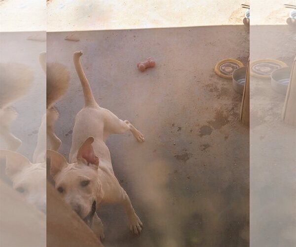 Medium Photo #1 American Staffordshire Terrier-Labrador Retriever Mix Puppy For Sale in Pena Blanca, NM, USA