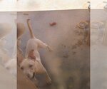 Small American Staffordshire Terrier-Labrador Retriever Mix