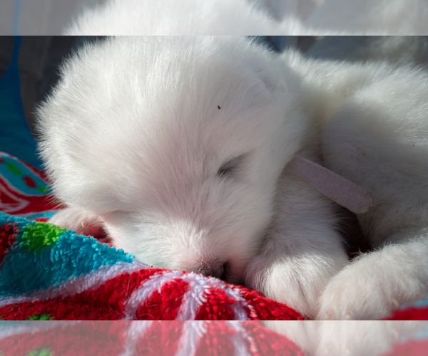 Medium Photo #8 Samoyed Puppy For Sale in BROOMFIELD, CO, USA