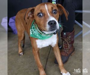 Phelps - Male Labbe Dog for Adoption - Photo #2