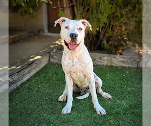 American Staffordshire Terrier-Unknown Mix Dogs for adoption in Albuquerque, NM, USA