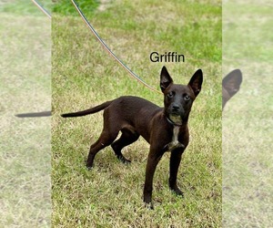 Chihuahua-Unknown Mix Dogs for adoption in Princeton, MN, USA