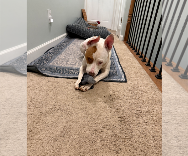 Medium Photo #17 American Staffordshire Terrier Puppy For Sale in Holly Springs, NC, USA