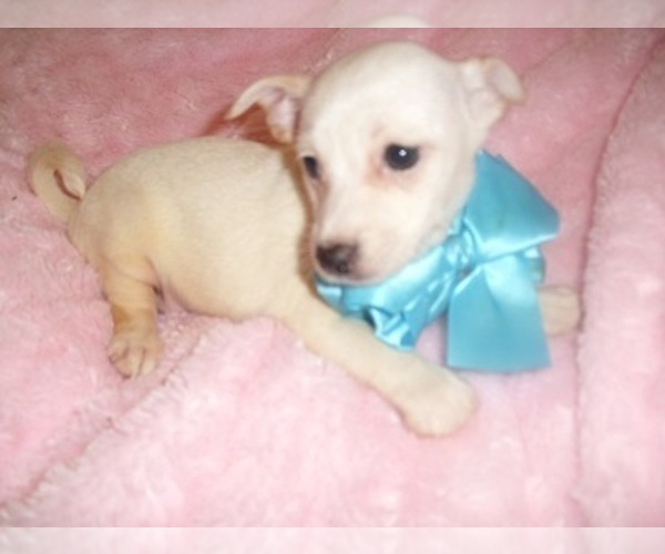 Medium Photo #1 Chihuahua Puppy For Sale in JACKSON, MS, USA