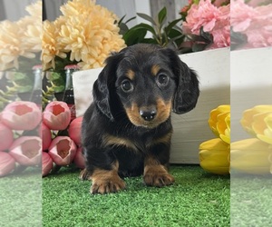 Dachshund Puppy for Sale in CANOGA, New York USA