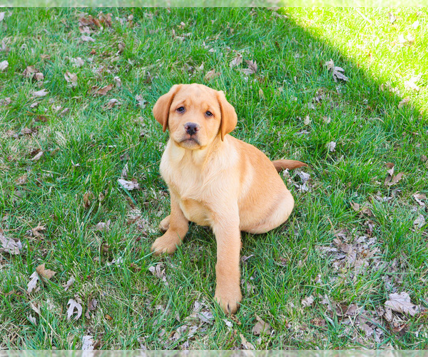 Medium Photo #9 Labrador Retriever Puppy For Sale in SYRACUSE, IN, USA