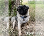 Small Photo #1 Jug Puppy For Sale in LOOMIS, CA, USA