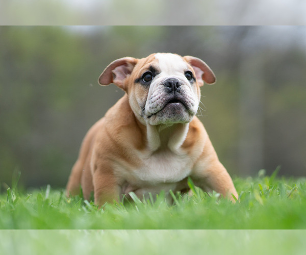 Medium Photo #11 Bulldog Puppy For Sale in WARSAW, IN, USA