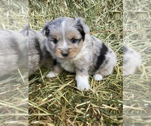 Miniature Australian Shepherd Puppy for sale in WILDER, ID, USA