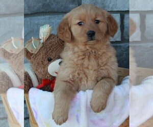 Golden Retriever Puppy for sale in FREDERICKSBURG, OH, USA