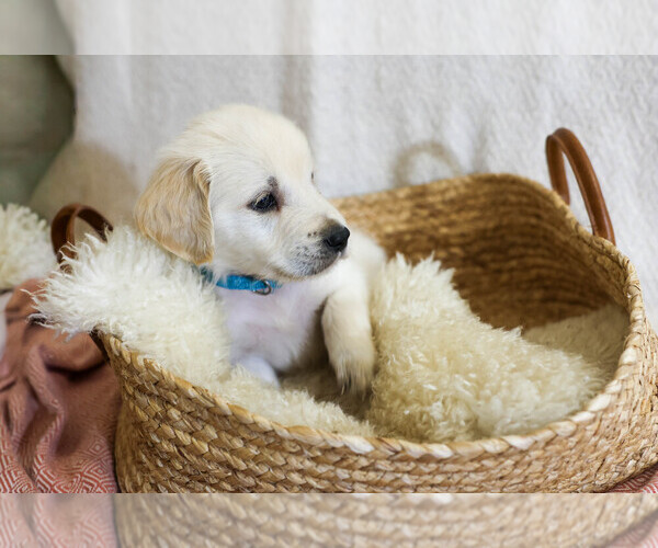 Medium Photo #1 English Cream Golden Retriever Puppy For Sale in MALDEN, MA, USA