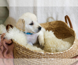 English Cream Golden Retriever Puppy for sale in MALDEN, MA, USA