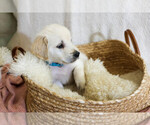 Image preview for Ad Listing. Nickname: Sage