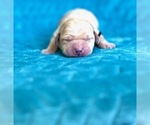 Puppy Reserved Labrador Retriever