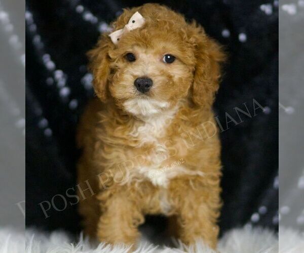 Medium Photo #3 Poodle (Toy) Puppy For Sale in WARSAW, IN, USA