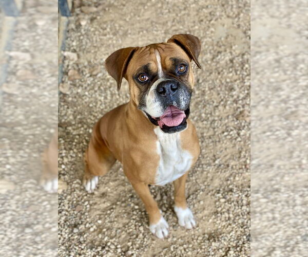 Medium Photo #2 Boxer Puppy For Sale in Austin, TX, USA