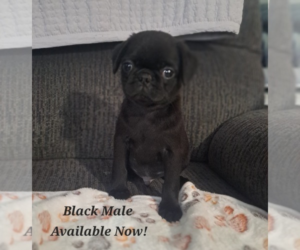 Medium Photo #1 Pug Puppy For Sale in NEW BERN, NC, USA