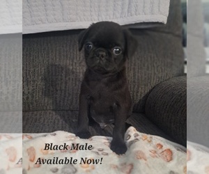 Medium Pug