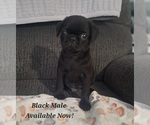 Puppy Black Male Pug