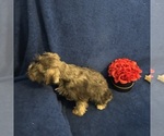 Small #44 Schnauzer (Miniature)