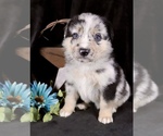 Puppy Camo Australian Shepherd-German Shepherd Dog Mix