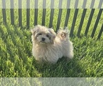 Puppy Little Winnie Maltipoo