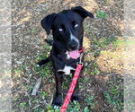 Small #7 Retriever  Mix