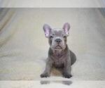 Small Photo #2 French Bulldog Puppy For Sale in COCONUT GROVE, FL, USA