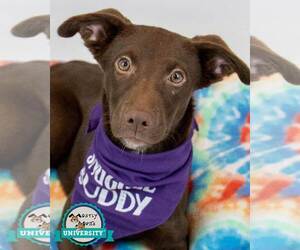 Labrador Retriever-Unknown Mix Dogs for adoption in Kennesaw, GA, USA