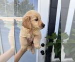 Puppy Becky Golden Retriever