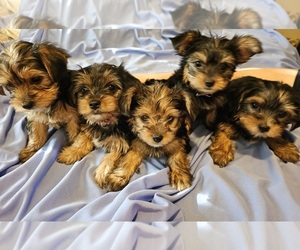 Yorkshire Terrier Puppy for sale in HODGES, SC, USA