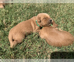 Small #6 Golden Retriever