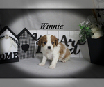 Small #15 Cavalier King Charles Spaniel