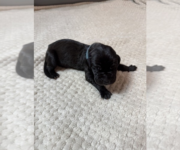 Medium Photo #24 Great Dane Puppy For Sale in OLATHE, CO, USA