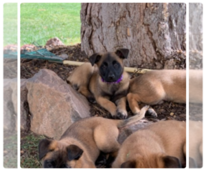 Belgian Malinois Puppy for sale in AURORA, CO, USA